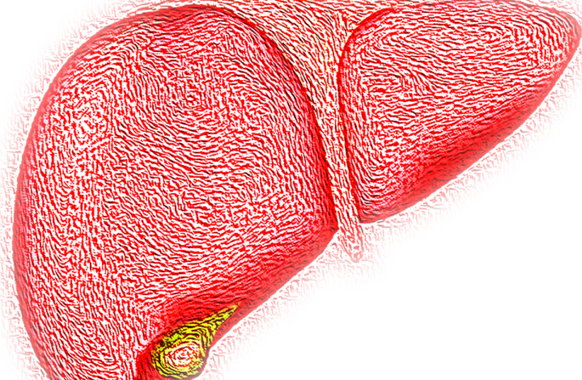 An illustrative image of a human liver. (photo credit: PIXABAY)
