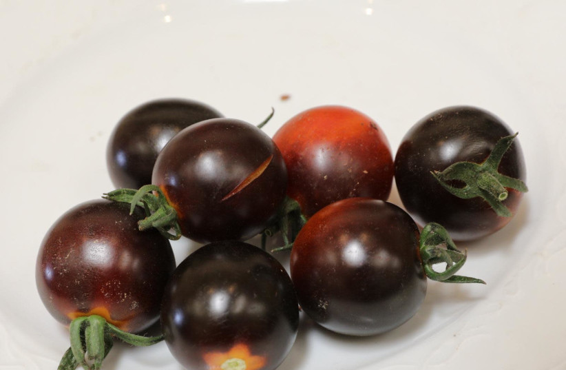 The award-winning Israeli black tomato. (credit: AGROMASHOV)