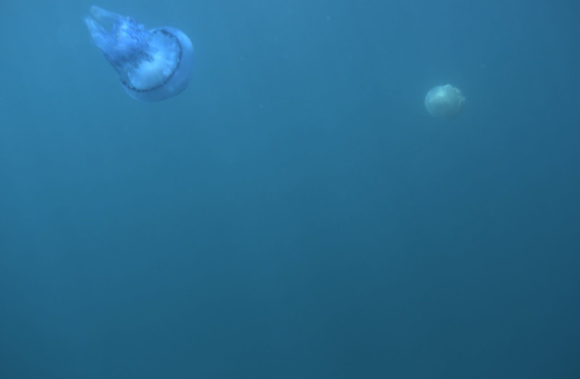 Jellyfish - submarine photo (credit: OHAD INBAR)