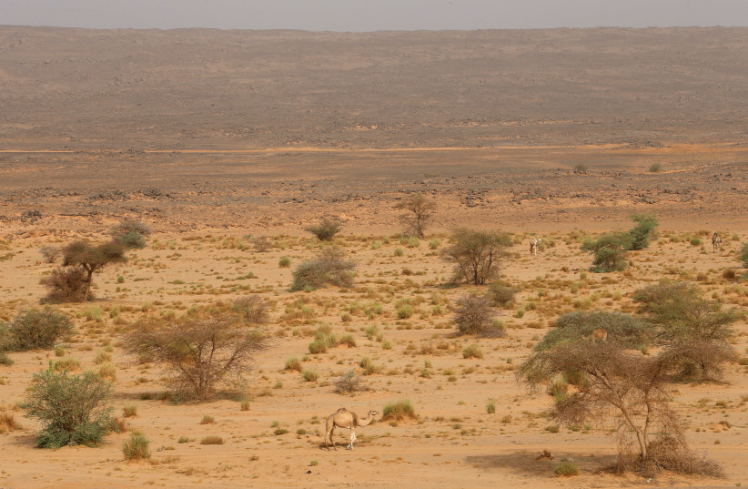  A camel seen at the Sahara Desert. (credit: REUTERS/AHMED JADALLAH)