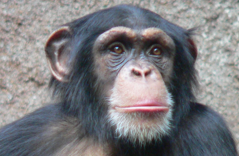  A Chimpanzee  (photo credit: VIA WIKIMEDIA COMMONS)