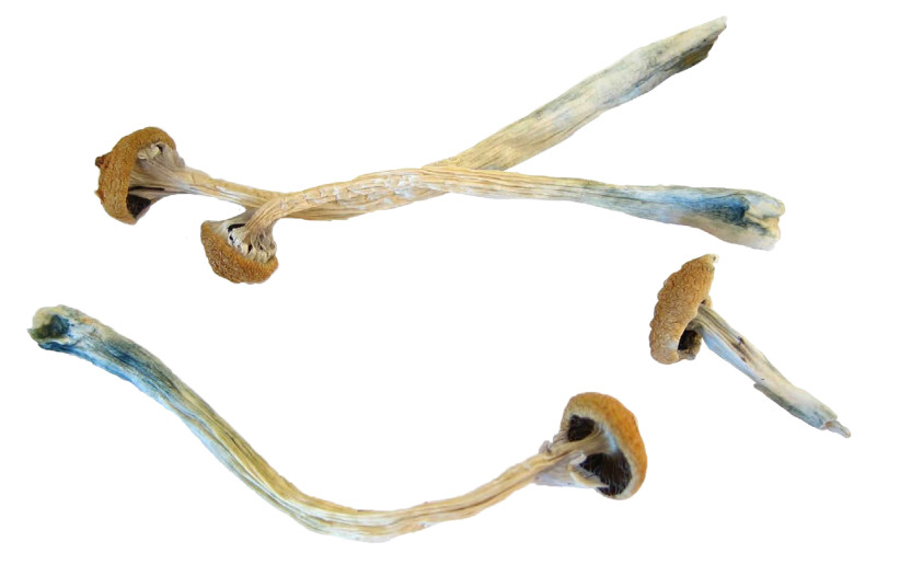 Psilocybin or ''magic mushrooms'' are seen in an undated photo provided by the US Drug Enforcement Agency (DEA) in Washington, US, May 7, 2019. (credit: DEA/HANDOUT VIA REUTERS)