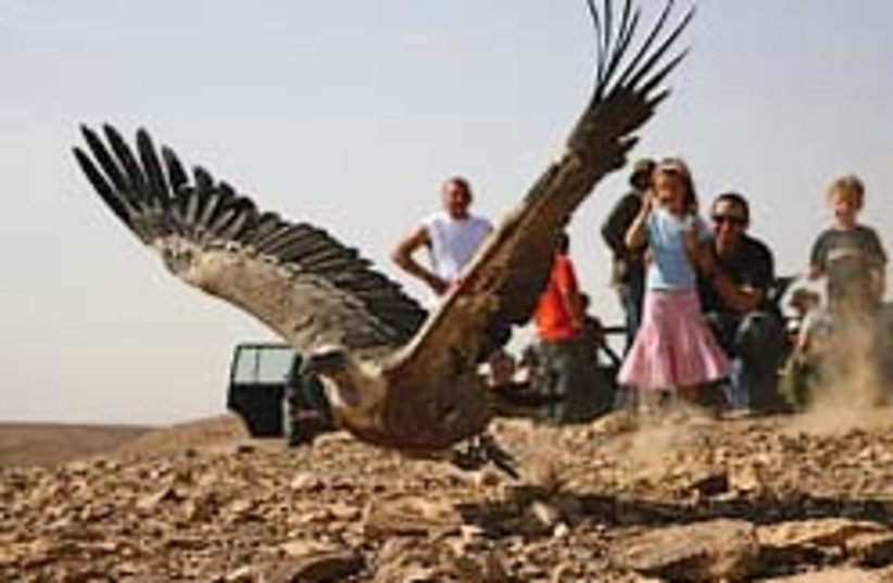 griffon vulture 248.88 (photo credit: Yoram Shpirer )