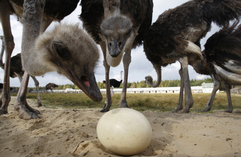Ostriches look at an egg inside an enclosure at an ostrich farm near the village of Kozishche, some 300 km (186 miles) southwest of Minsk, October 6, 2011. (credit: REUTERS/VLADIMIR NIKOLSKY)