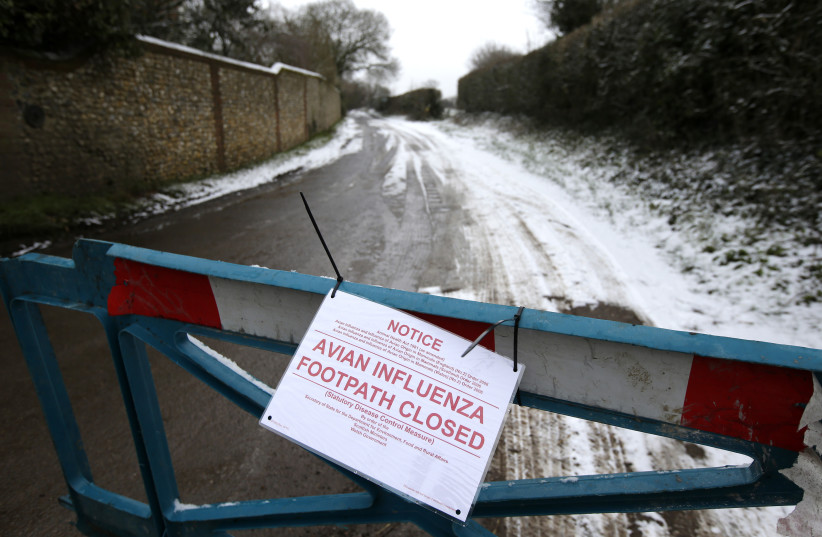  A closed road leading to a chicken farm is seen after an outbreak of bird flu in the village of Upham in southern England February 3, 2015. (credit: PETER NICHOLLS/REUTERS)
