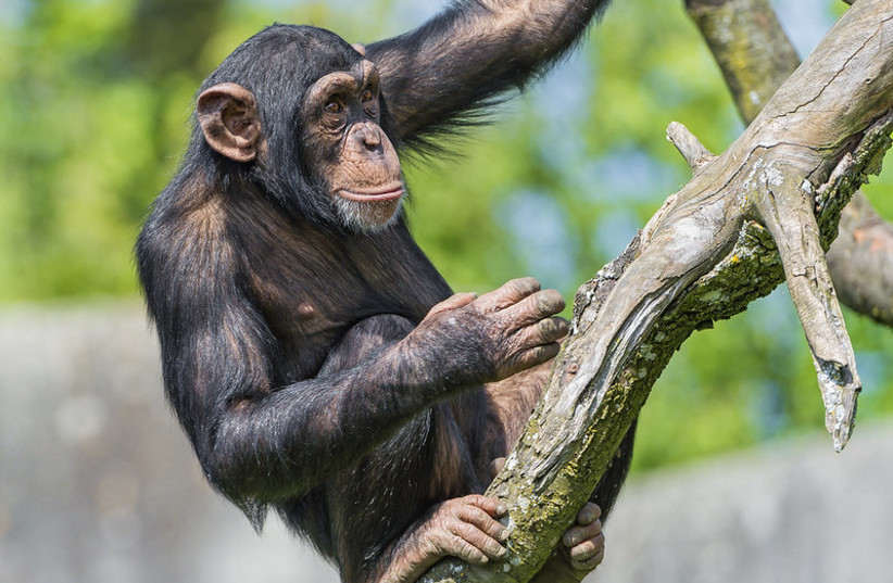  A chimpanzee. One of the closest animals to humans on the evolutionary ladder (illustrative). (credit: Tambako The Jaguar/Flickr)