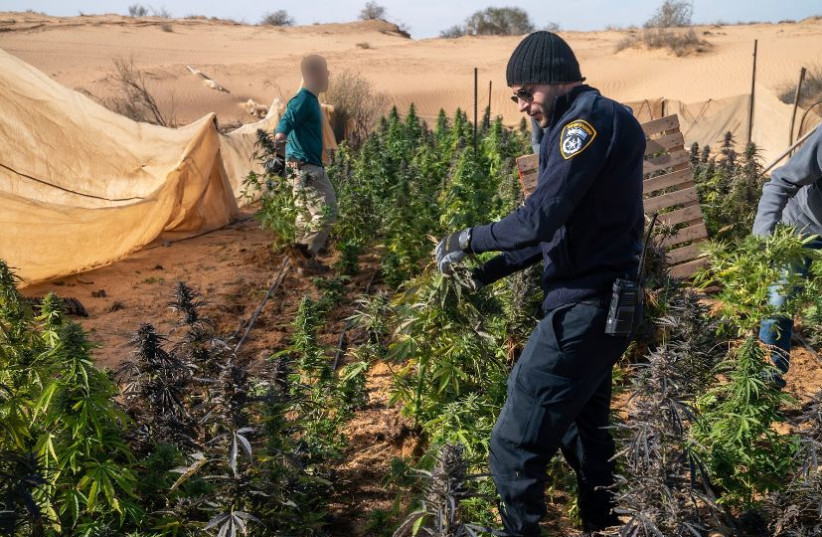  Israeli police are seen busting an illegal marijuana plantation in the Negev. (credit: IDF SPOKESPERSON'S UNIT)
