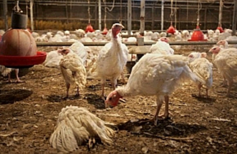 turkey bird flu 298.88 (photo credit: )
