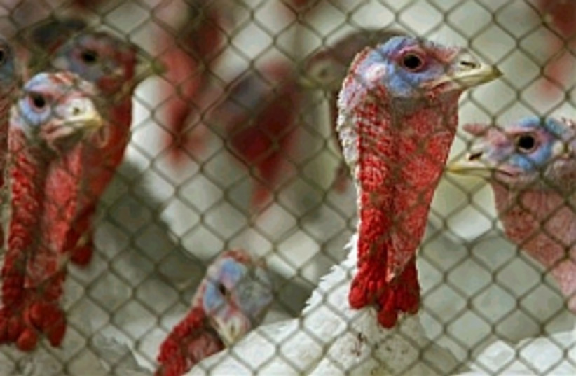 bird flu turkeys 298.88 (photo credit: AP)