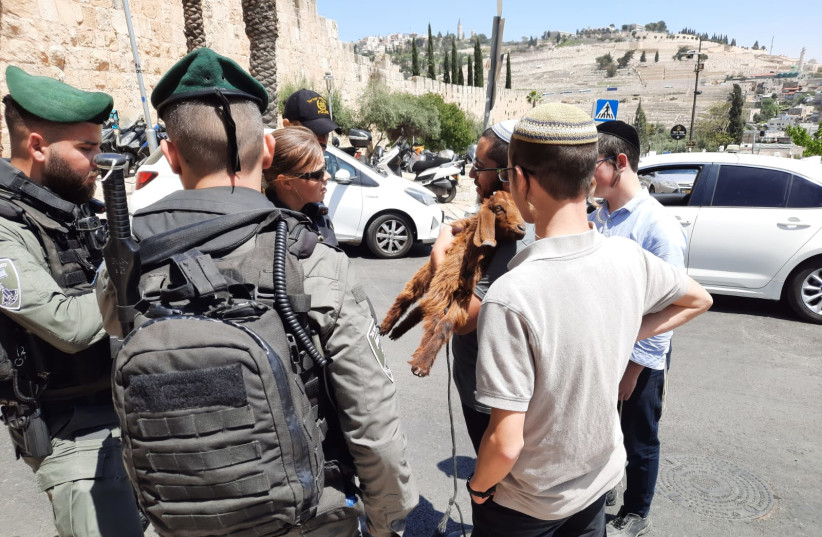 Temple Mount group offers NIS 10,000 for Pascal lamb sacrifice.