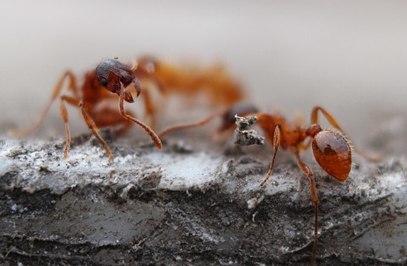 Red ants - also known as fire ants or solenopsis are stinging ants. (credit: Wikimedia Commons)