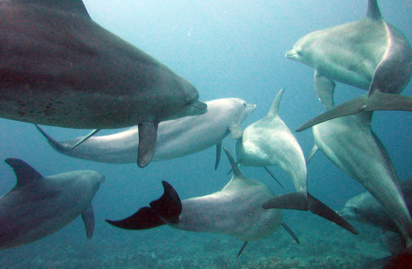  Indo-Pacific Bottlenose dolphins (credit: Serguei S. Dukachev/Wikimedia Commons)