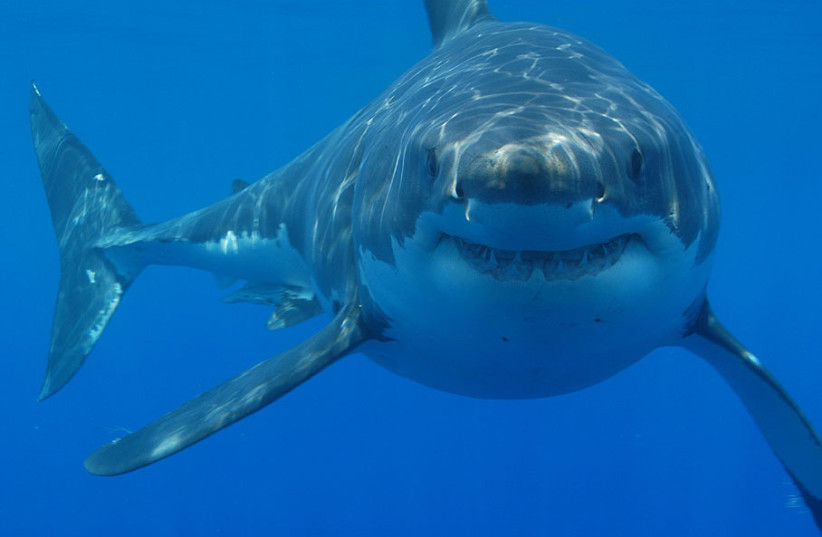  Great white shark (credit: Wikimedia Commons)