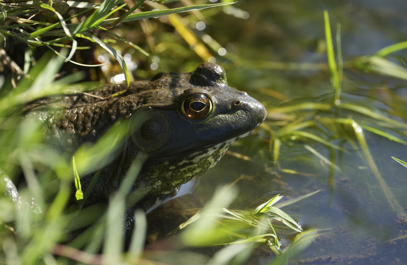  A frog on the edge of the pond on on the 13th hole during a practice round for the PGA Championship golf tournament at Southern Hills Country Club, Tulsa, Oklahoma, USA, May 16, 2022.  (credit: MICHAEL MADRID/USA TODAY SPORTS VIA REUTERS)