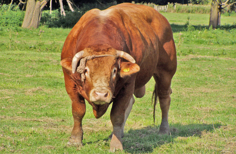  Bull (credit: Wikimedia Commons)