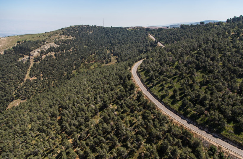  FOREST IN the Gilboa mountain range (photo credit: ALBATROSS)