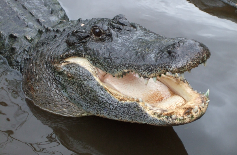 American alligator (credit: PUBLIC DOMAIN/VIA WIKIMEDIA COMMONS)