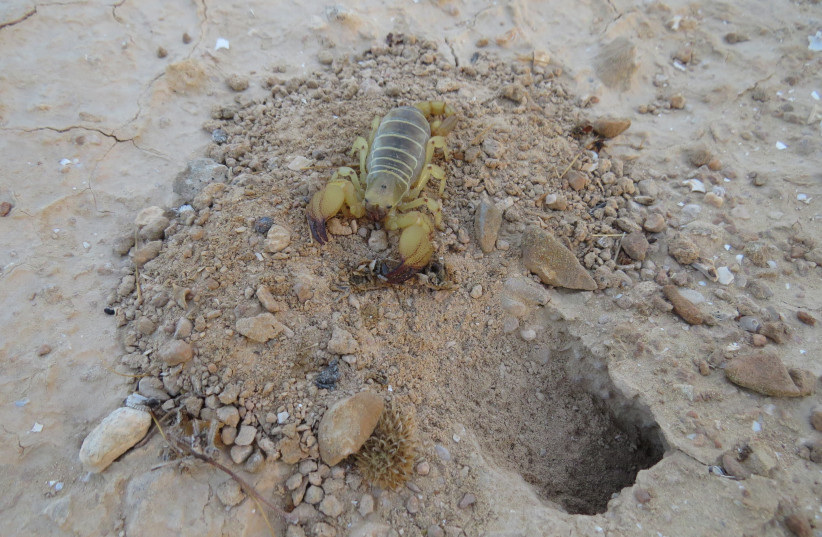  Gold Israeli scorpion preys on isopod. (credit: HEBREW UNIVERSITY)