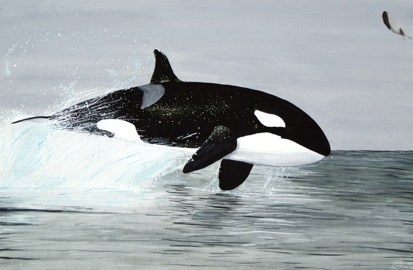  An orca, also known as a killer whale. Just 83 more of them and you could have something as long as the width of an asteroid (Illustrative).  (credit: CREATIVE COMMONS)