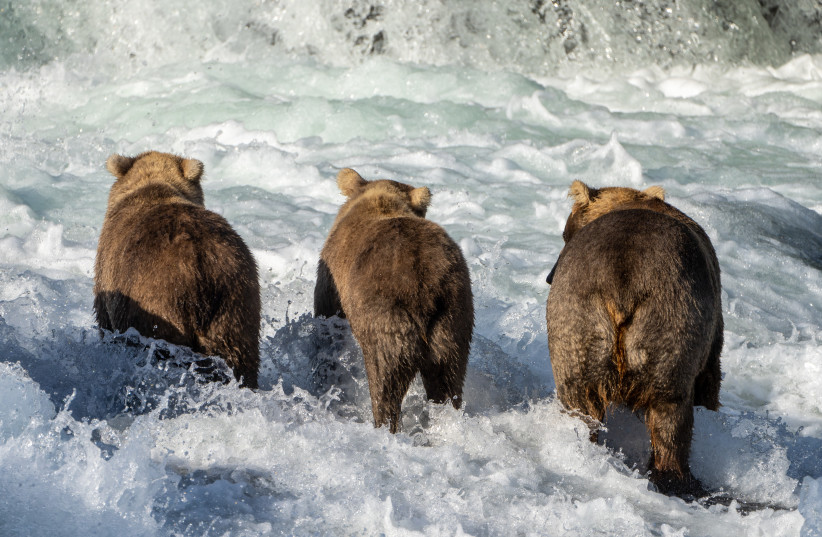  Grazer and her cubs in early summer, before they put on their hibernation weight.  (credit: Courtesy L. Law via Katmai National Park and Preserve)