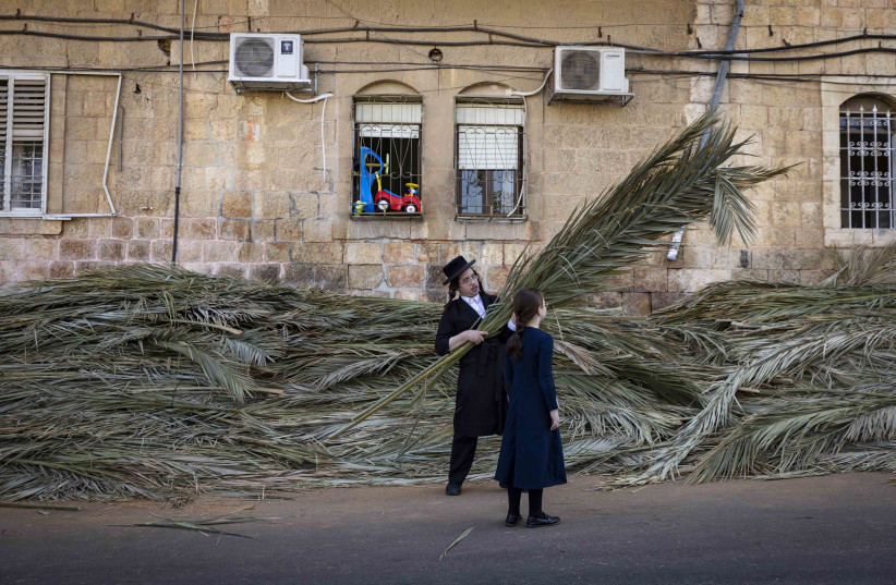  Ultra orthodox Jews carry  palm branches  in the Mea Shearim neighborhood. The palm branches will be placed on the roof of a''sukka'' built for the upcoming Jewish holiday of Sukkot, October 6, 2022.  (credit: OLIVIER FITOUSSI/FLASH90)