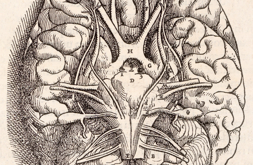 From the 1543 book in the collection in National Institute of Medicine. Andreas Vesalius' Fabrica, showing the Base Of The Brain, including the cerebellum, olfactory bulbs, optic nerve (credit: ANCHETA WIS/PUBLIC DOMAIN/VIA WIKIMEDIA COMMONS)