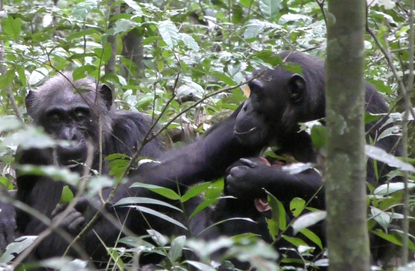  Wild chimpanzee Fiona shows a leaf to her mother. (photo credit: Dr. Claudia Wilke, University of York)