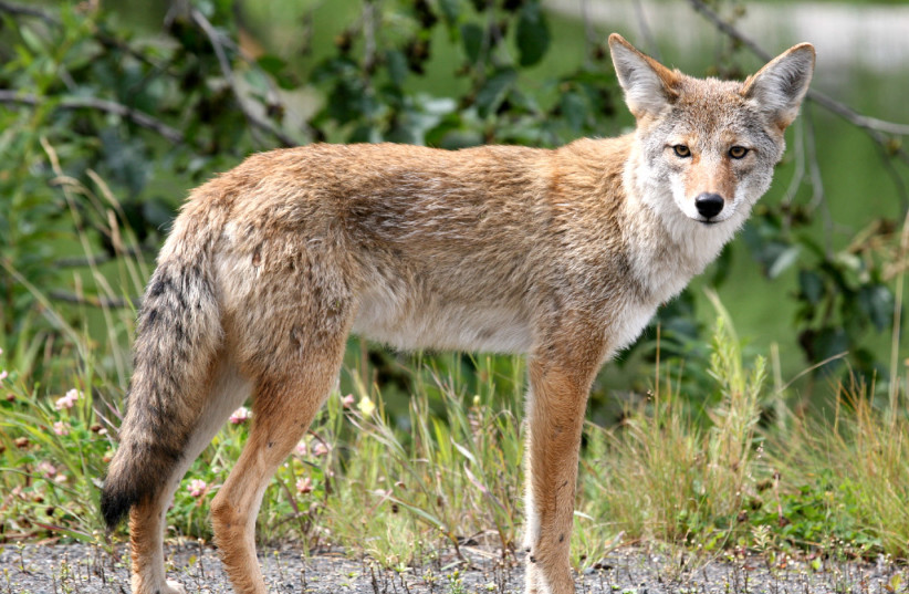  Coyote. (photo credit: Jitze Couperus/Flickr)