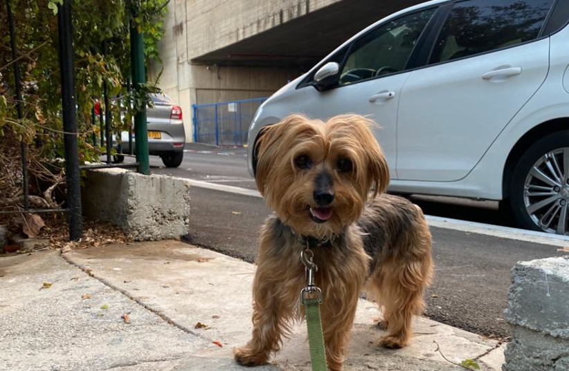 Amelia the dog, looking happy and fabulous in Tel Aviv (Illustrative). (credit: JOANIE MARGULIES)