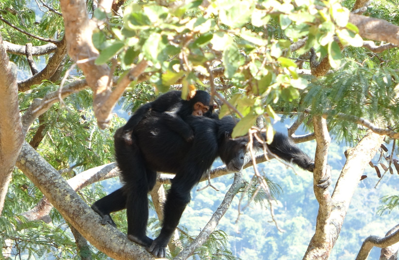 A female chimpanzee carries her infant on her back as she navigates the crown of a large woodland tree during foraging. (credit: RHIANNA DRUMMOND-CLARKE)