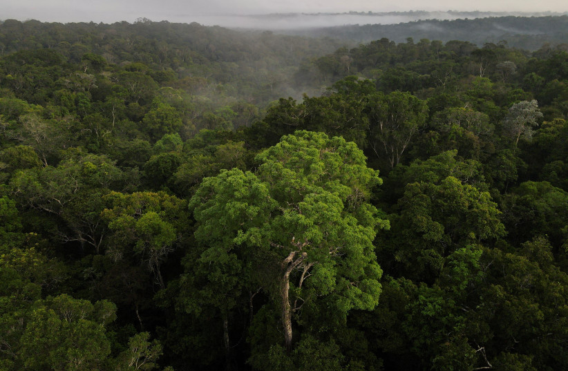  An aerial view shows trees as the sun rises at the Amazon rainforest in Manaus, Amazonas State, Brazil October 26, 2022. (photo credit: REUTERS/BRUNO KELLY)