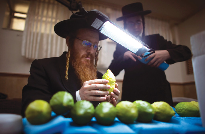  CHECKING AN etrog for blemishes in Jerusalem’s Mea She’arim neighborhood, ahead of Sukkot. (credit: RONEN ZVULUN/REUTERS)