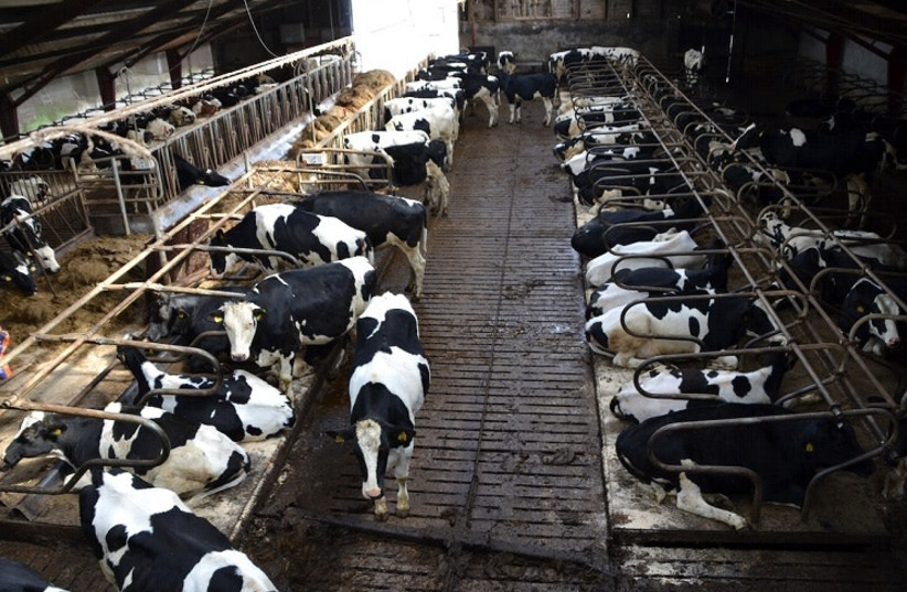  Cows sitting in stalls on a farm (credit: World Animal Foundation)