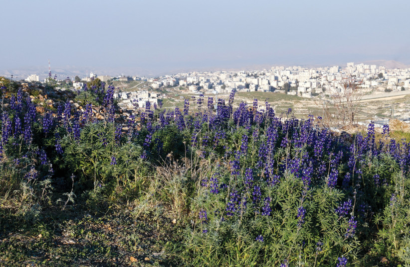  AT THIS time of the year Mitzpeh-Tel is ablaze with purple lupines.  (credit: MARC ISRAEL SELLEM)