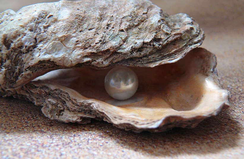  An oyster with a pearl. (photo credit: WALLPAPER FLARE)