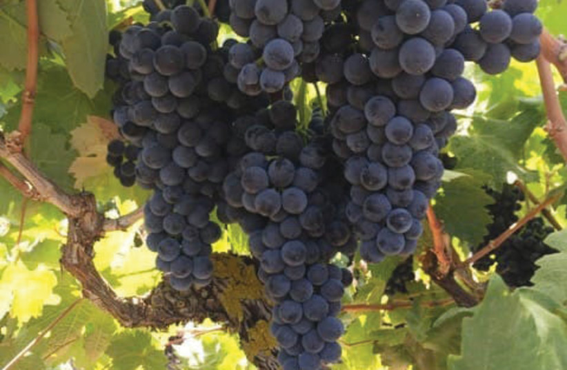  ARGAMAN IS Israel’s sixth-most planted red variety. (photo credit: Jezreel Vineyard Winery)