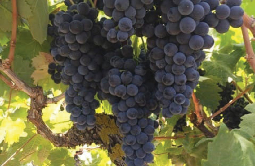 ARGAMAN IS Israel’s sixth-most planted red variety.