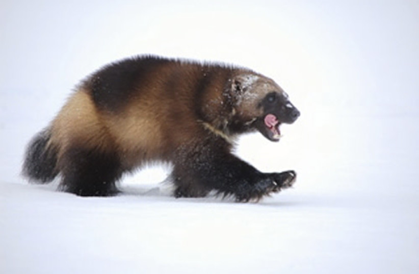 A wolverine walks across the snow in this US Fish and Wildlife Service (USFWS) photo taken March 16, 2009. (photo credit: REUTERS/STEVE KROSCHEL/US FISH AND WILDLIFE SERVICE/HANDOUT)