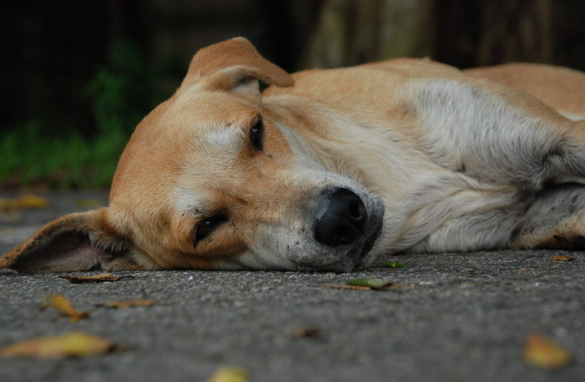  Napping dog (photo credit: CREATIVE COMMONS)