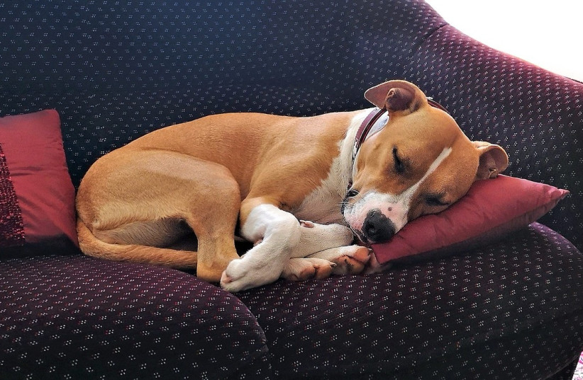  Dog sleeping on a couch. (photo credit: CREATIVE COMMONS)