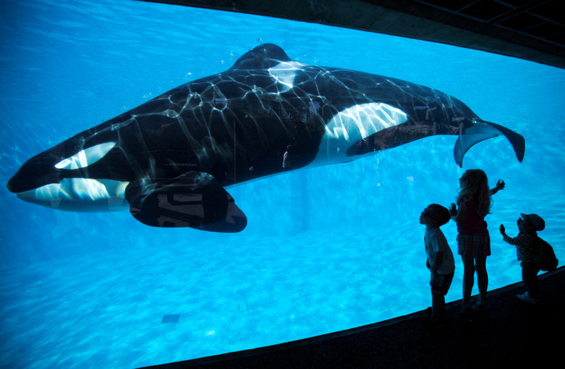 Young children get a close-up view of an Orca killer whale during a visit to the animal theme park SeaWorld in San Diego, California March 19, 2014 (photo credit: REUTERS/MIKE BLAKE/FILE PHOTO)
