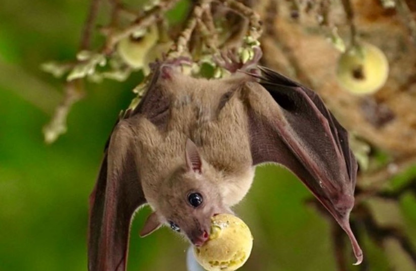 Israeli researchers have discovered that bats experience hearing loss in old age. (photo credit: YUVAL BARKAI)