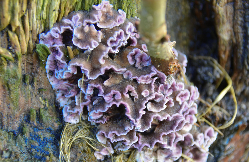 Chondrostereum purpureum. (photo credit: HENK MONSTER/WIKIMEDIA COMMONS)