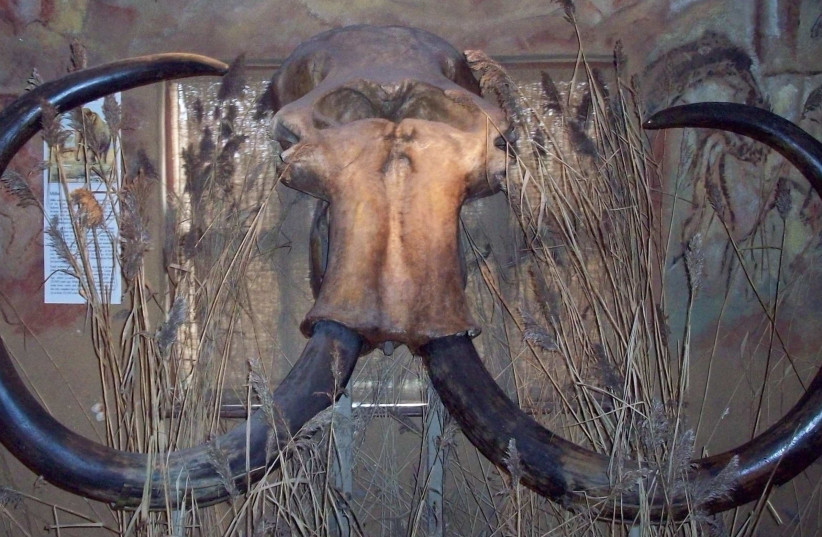  Woolly mammoth skull discovered by fishermen in the North Sea, at Celtic and Prehistoric Museum, Ireland. (photo credit: Wikimedia Commons)