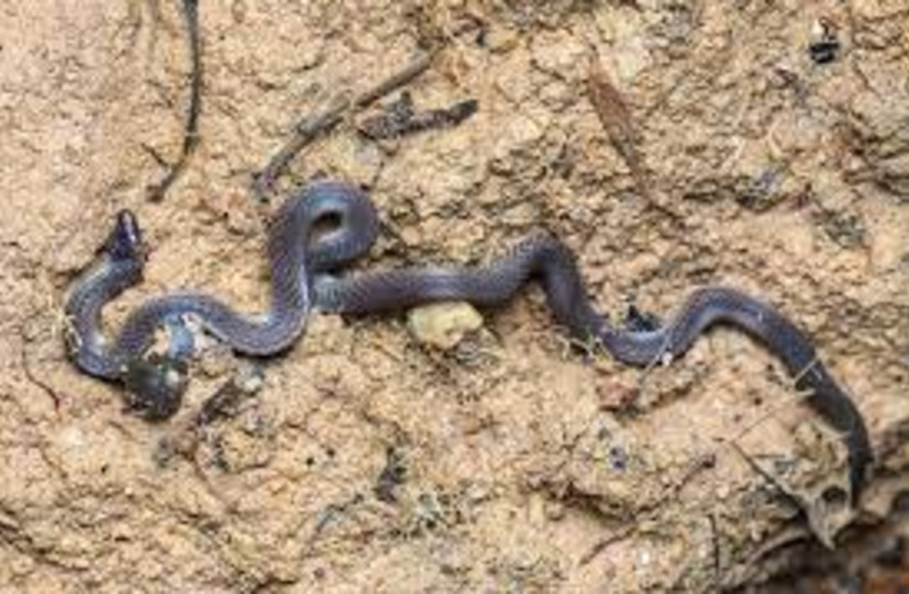  Pseudorabdion longiceps, Dwarf Reed Snake (credit: Wikimedia Commons)