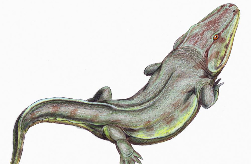 An artistic recreation of a Rhinesuchus, a giant salamander-like amphibian that roamed the Earth before the dinosaurs. (photo credit: Wikimedia Commons)