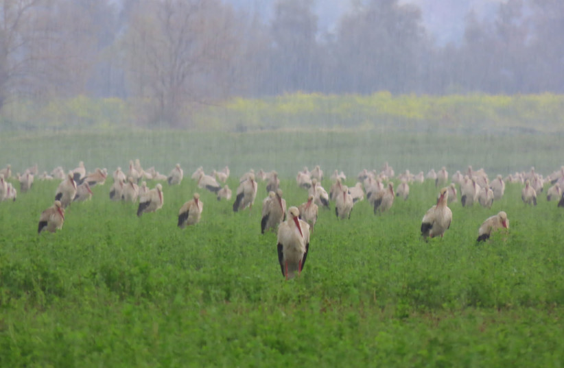 Migratory birds in Israel's Hula Valley, waiting for the rain to stop so they can continue flying north. (credit: Inbar Shlomit Rubin, KKL-JNF)