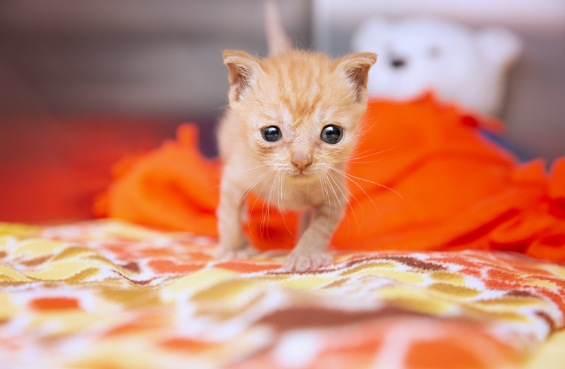  Rescued Kitten (photo credit: Best Friends Animal Sanctuary)