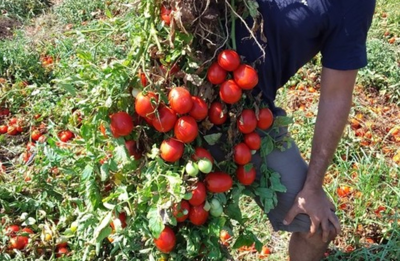  Shai Torgeman with tomatoes (credit: HEBREW UNIVERSITY)