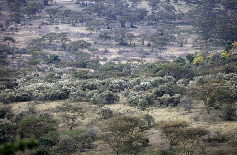Trees are seen in Lake Nakuru National Park, Kenya, August 20, 2015. The Park is home to some of the world's most majestic wildlife including lions, rhinos, zebras and flamingos. The scenery is stunning, from forests of acacia trees to animals congregating at the shores to drink. UNESCO says that wi (credit: REUTERS/JOE PENNEY)